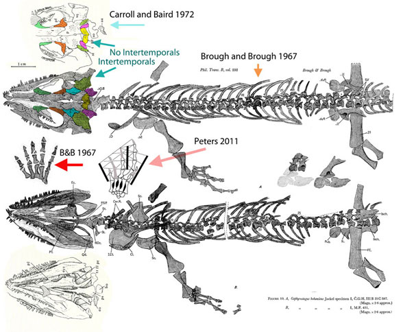 Brouffia insitu