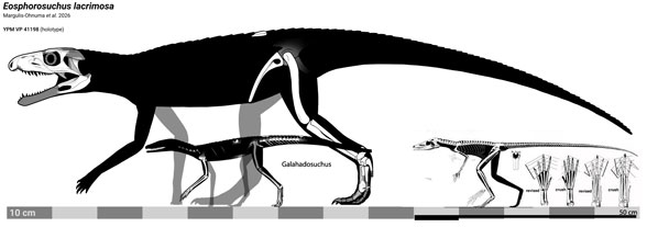 Eosphorosuchus skeleton compared to Terrestrisuchus