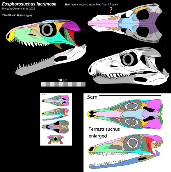 Eosphorosuchus skull compared to Terrestrisuchus