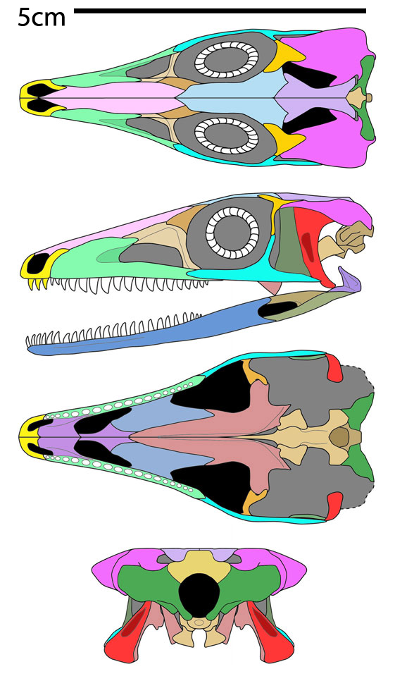Terrestrisuchus skull 2024