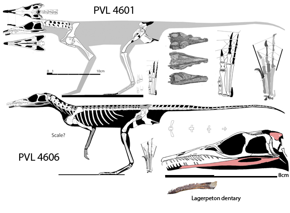 Tropidosuchus
