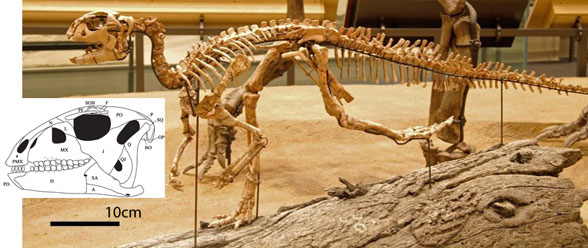 Convolosaurus