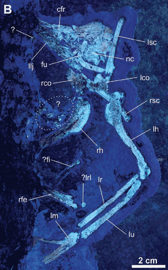 Daiting specimen in situ