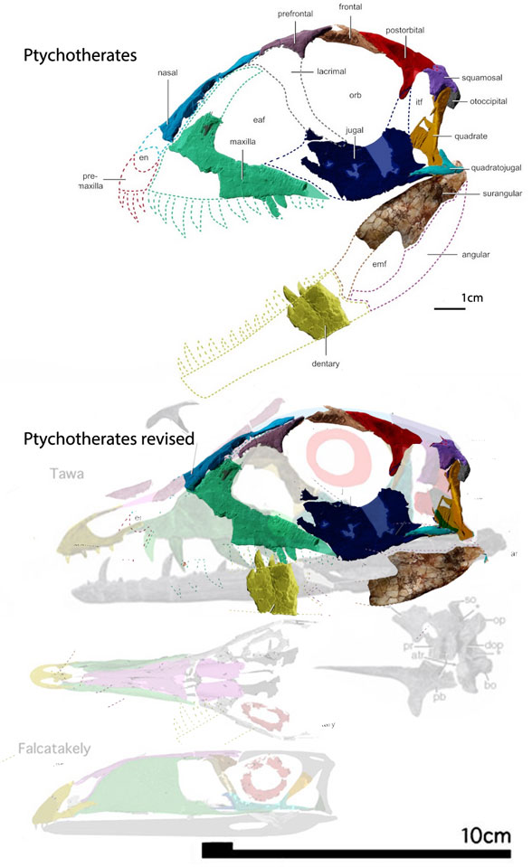 Ptychotherates skull 
