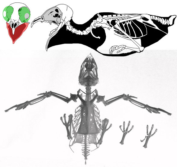 Apus skeleton