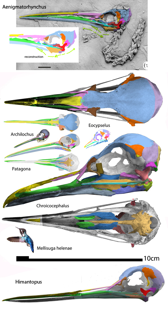 Chroicocephalus and Patagona