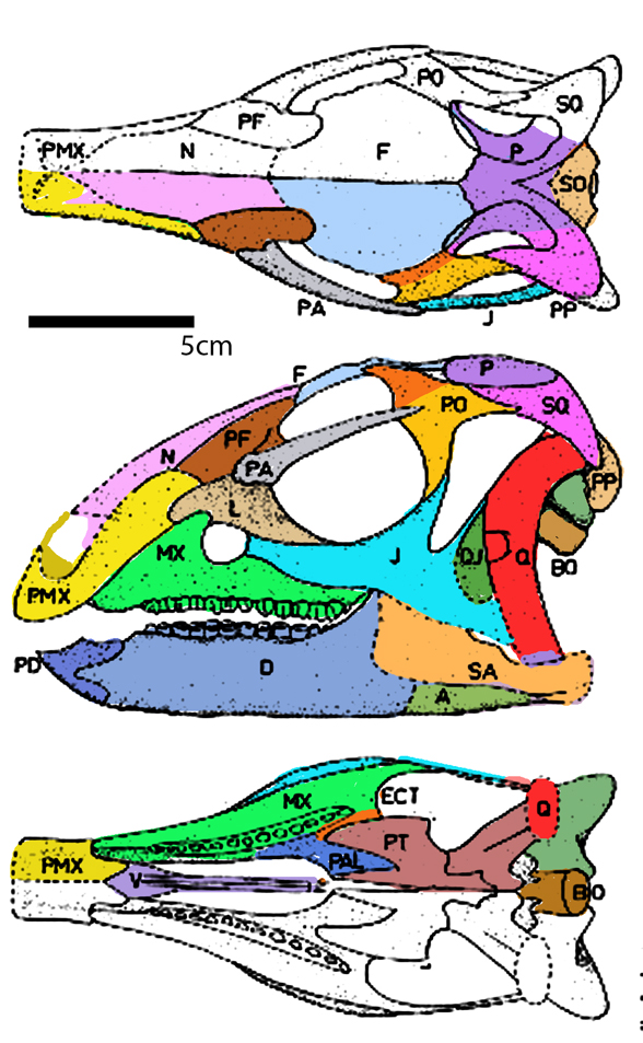 Dryosaurus skull