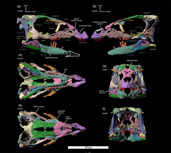 Fona skull