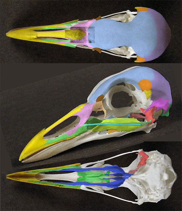 Fulica skull