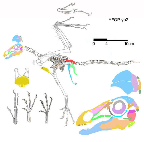 Jeholornis curvipes