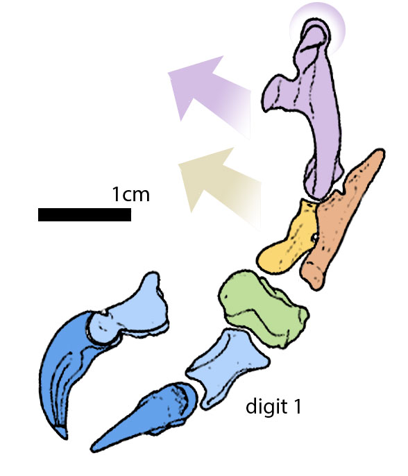 Mononkyus forelimb