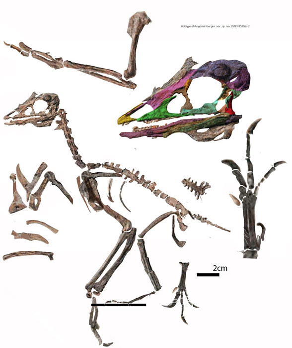 Pengornis