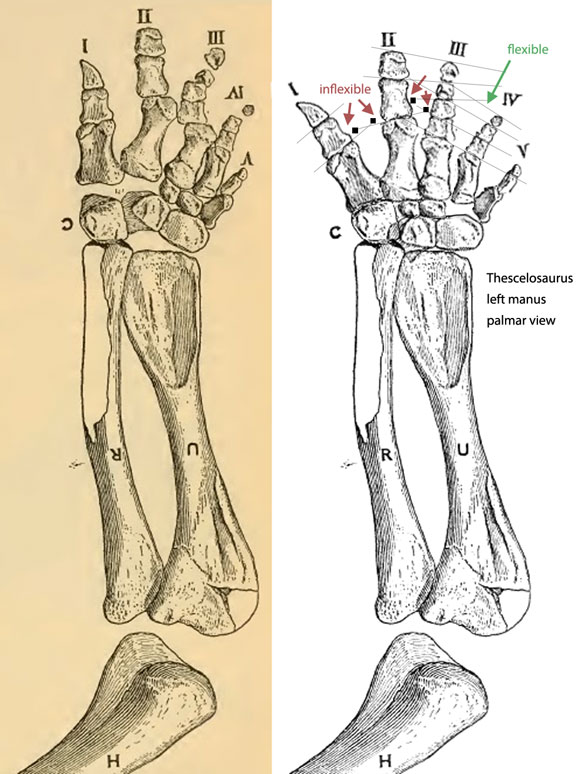 Thescelosaurus manus