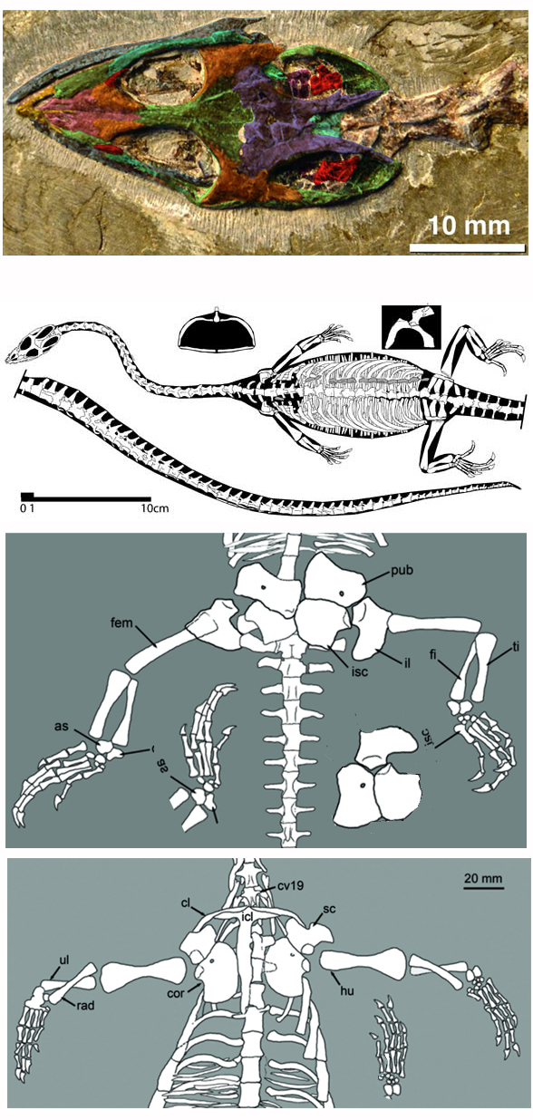 Hyphalosaurus