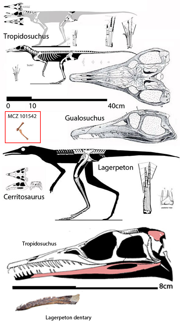 Lagerpeton