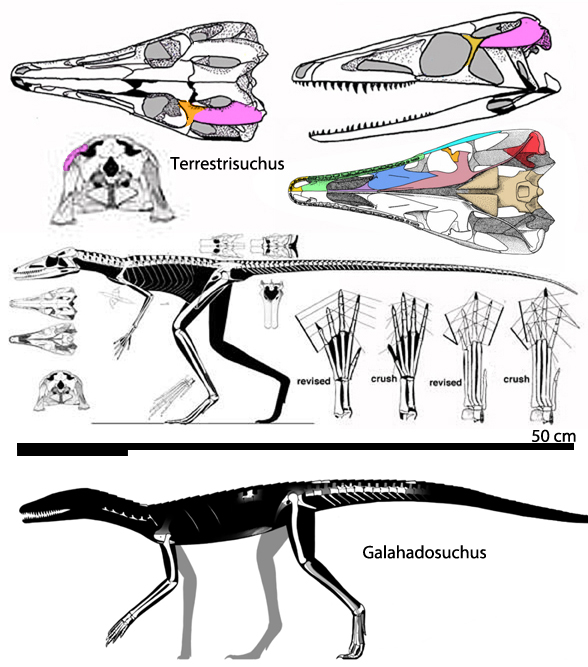 Terrestrisuchus
