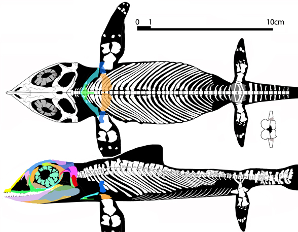 Cartorhynchus