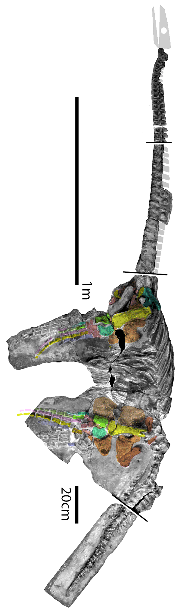 Eoplesiosaurus