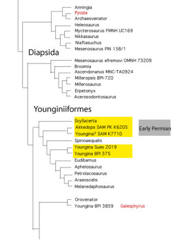 Younginiiformes