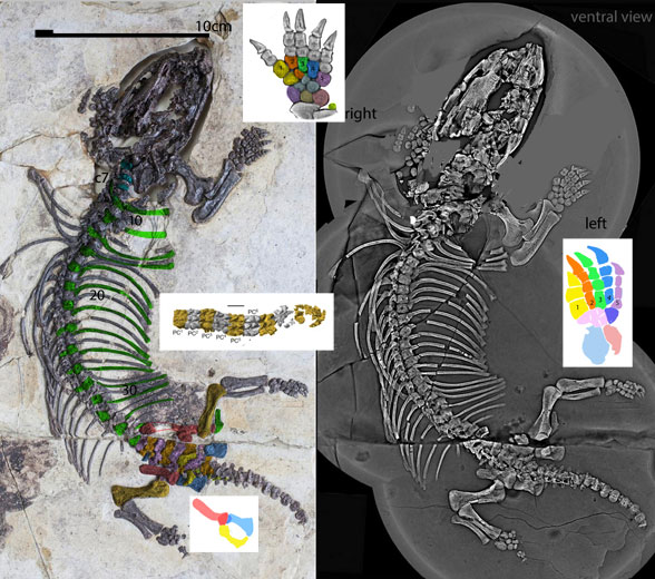 Fossiomanus in situ