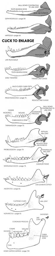 Evolution of the mammalian jaw and ear