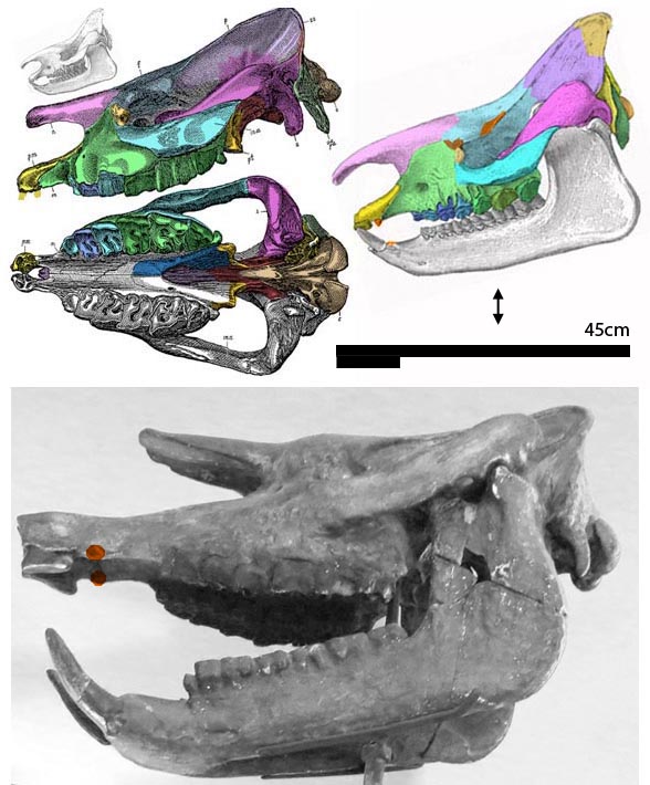 Aceratherium skull