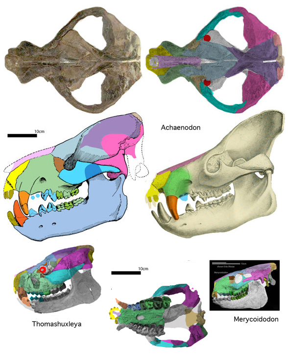 Achaenodon 