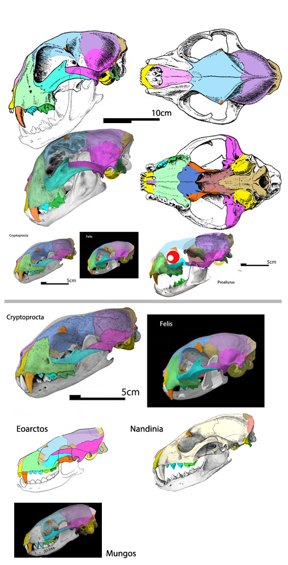 Acinonyx skull