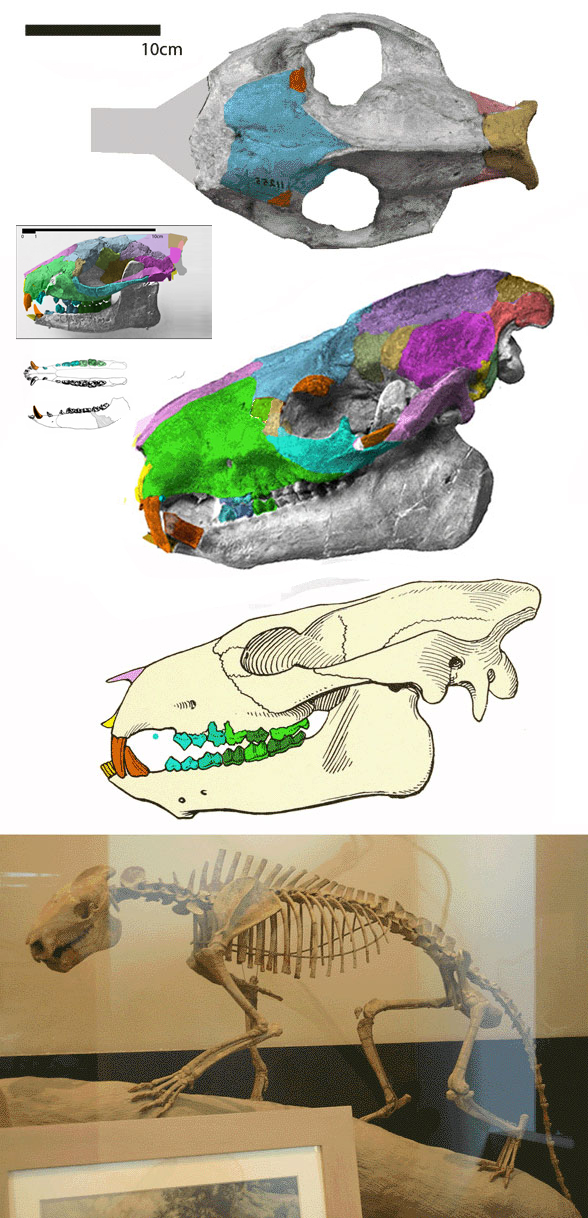 Agriochoerus latifrons and Ectocion ralstonensis