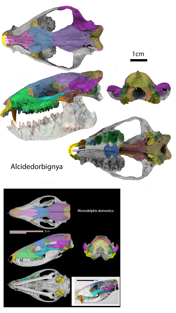 Alcidedorbignya
