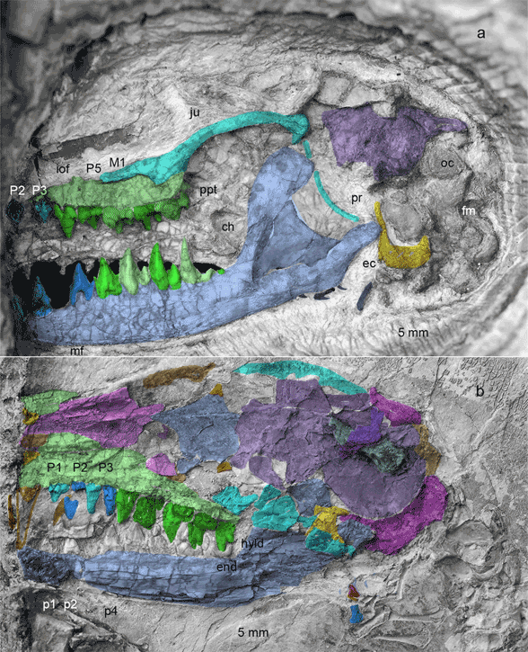 Ambolestes skull