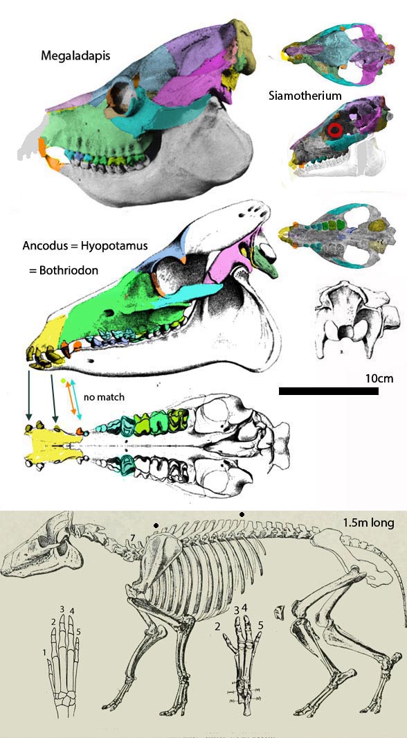 Ancodus