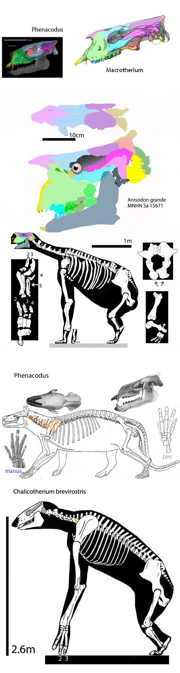 Anisodon grande skull
