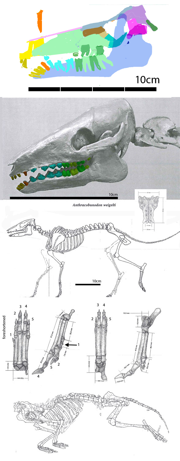Anthracobunodon