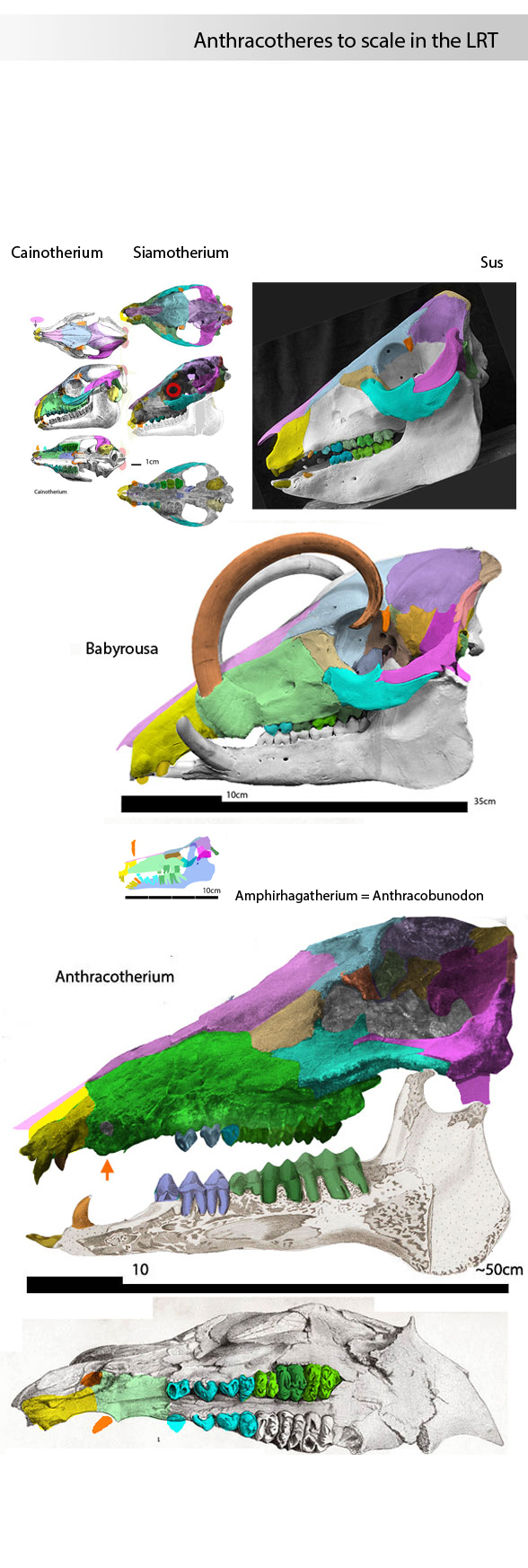 anthracotherium skull