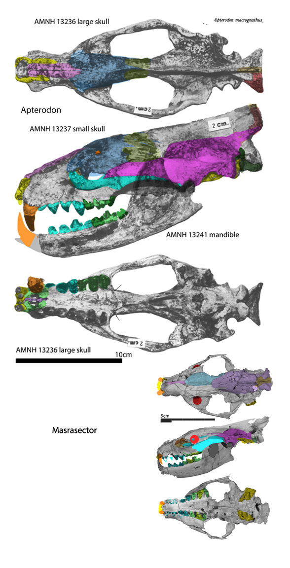 Aperodon insitu