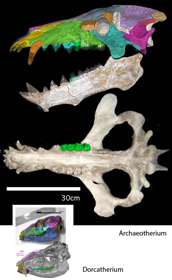 Archaeotherium skull