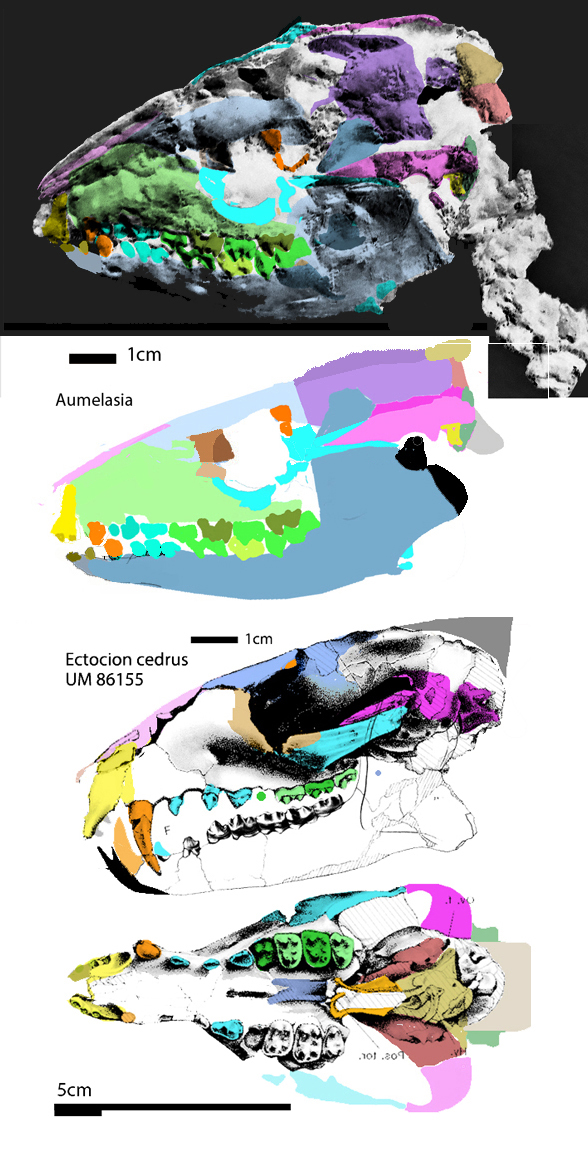 Aumelasia skull 2