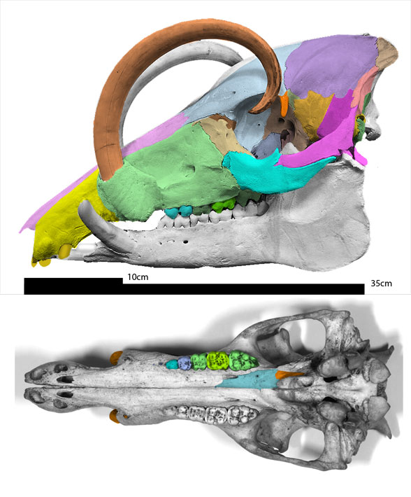Babyrousa skull