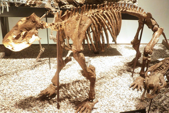 bemalambda pachyoesteus