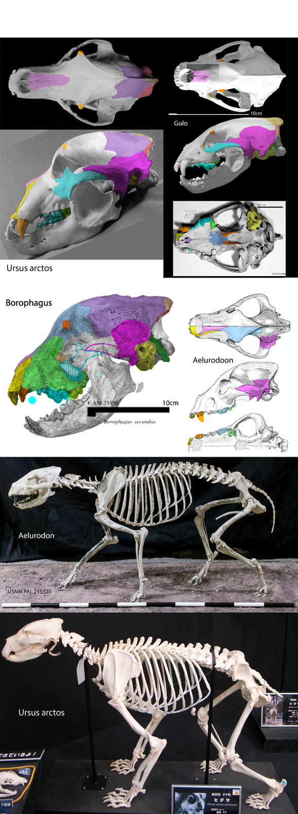 Borophagus and Aelurodon