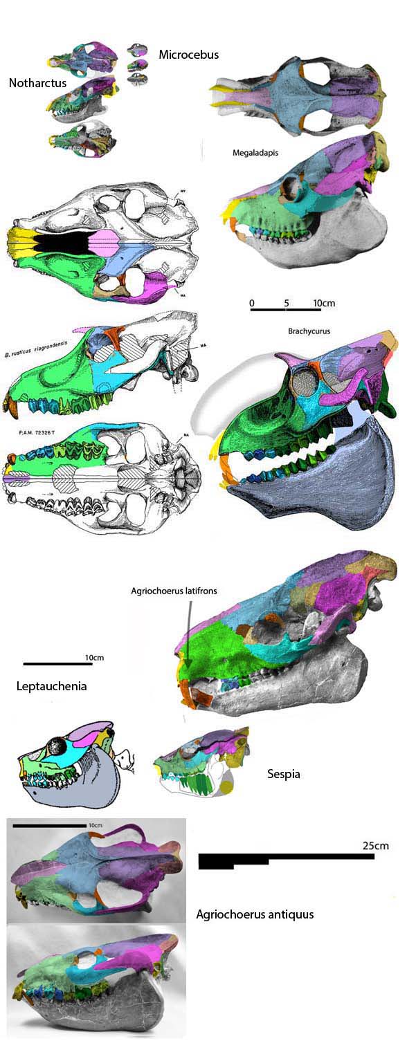 Brachycrus laticeps