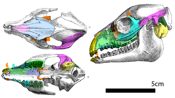 Cainotherium graphic