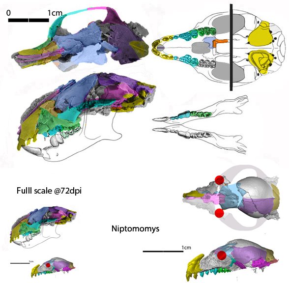 Carpolestes skull