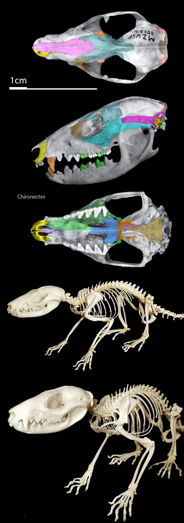 Chironectes minimus skull