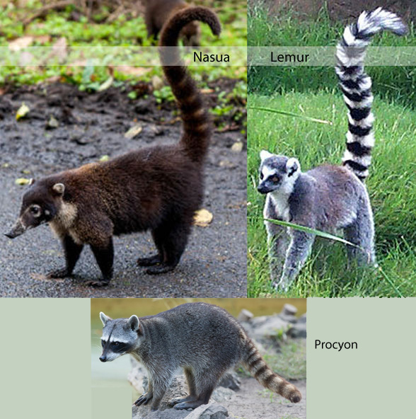 coatimundi, lemur and raccoon compared in vivo