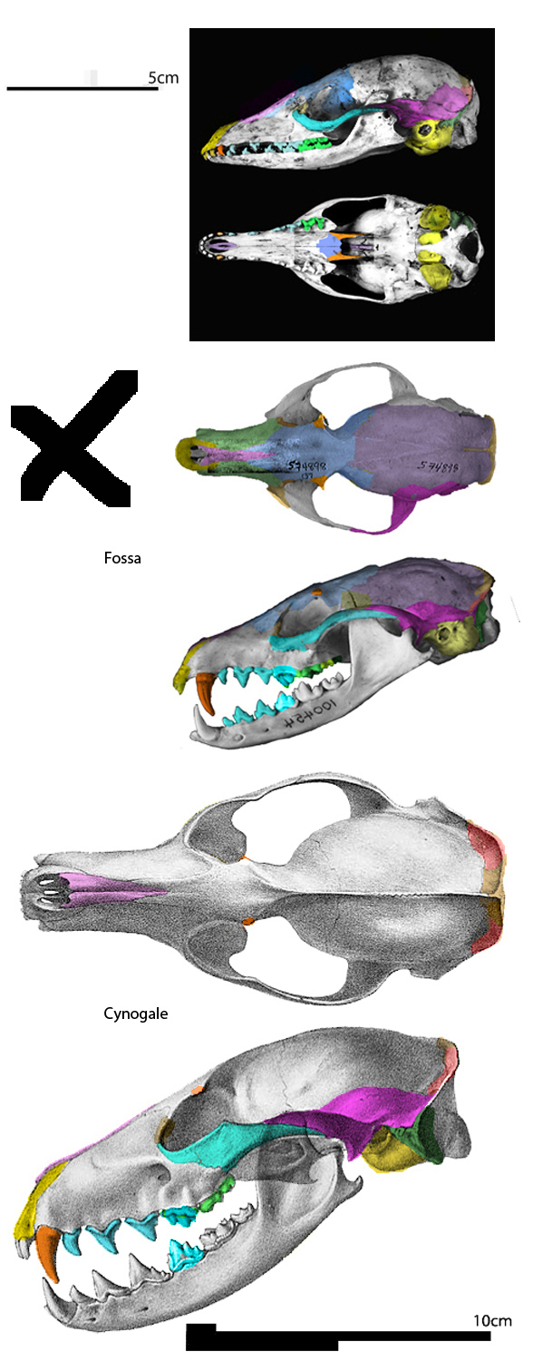 Cynogale Fossa Eupleres skulls compared