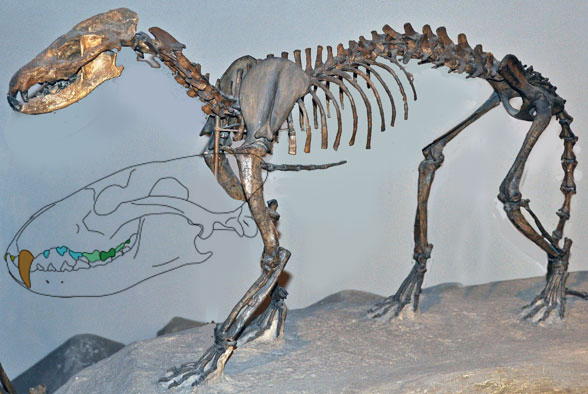 Daphoenus skeleton