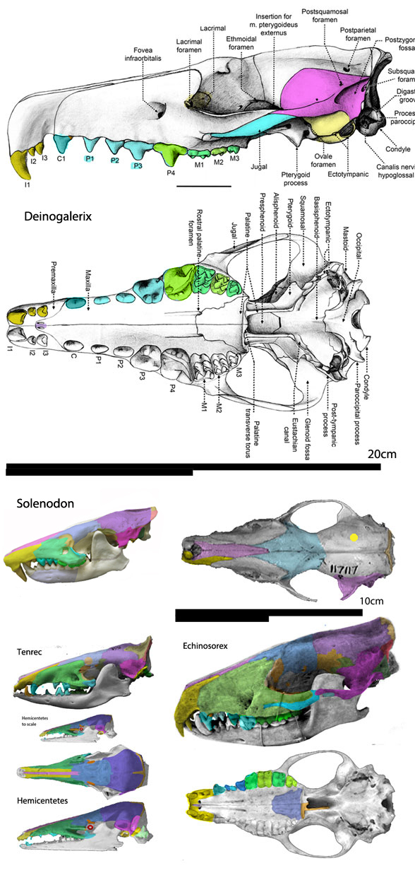 Deinogalerix diagram