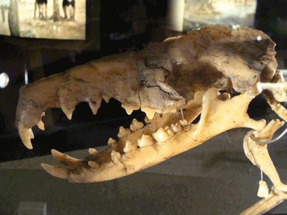 Deinogalerix skull museum mount